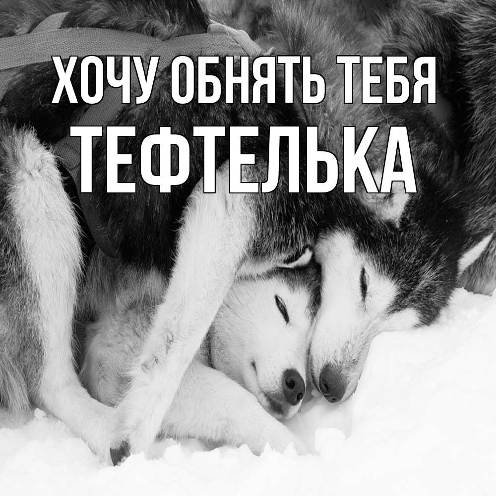 Открытка на каждый день с именем, тефтелька Хочу обнять тебя собачки в упряжке Прикольная открытка с пожеланием онлайн скачать бесплатно 