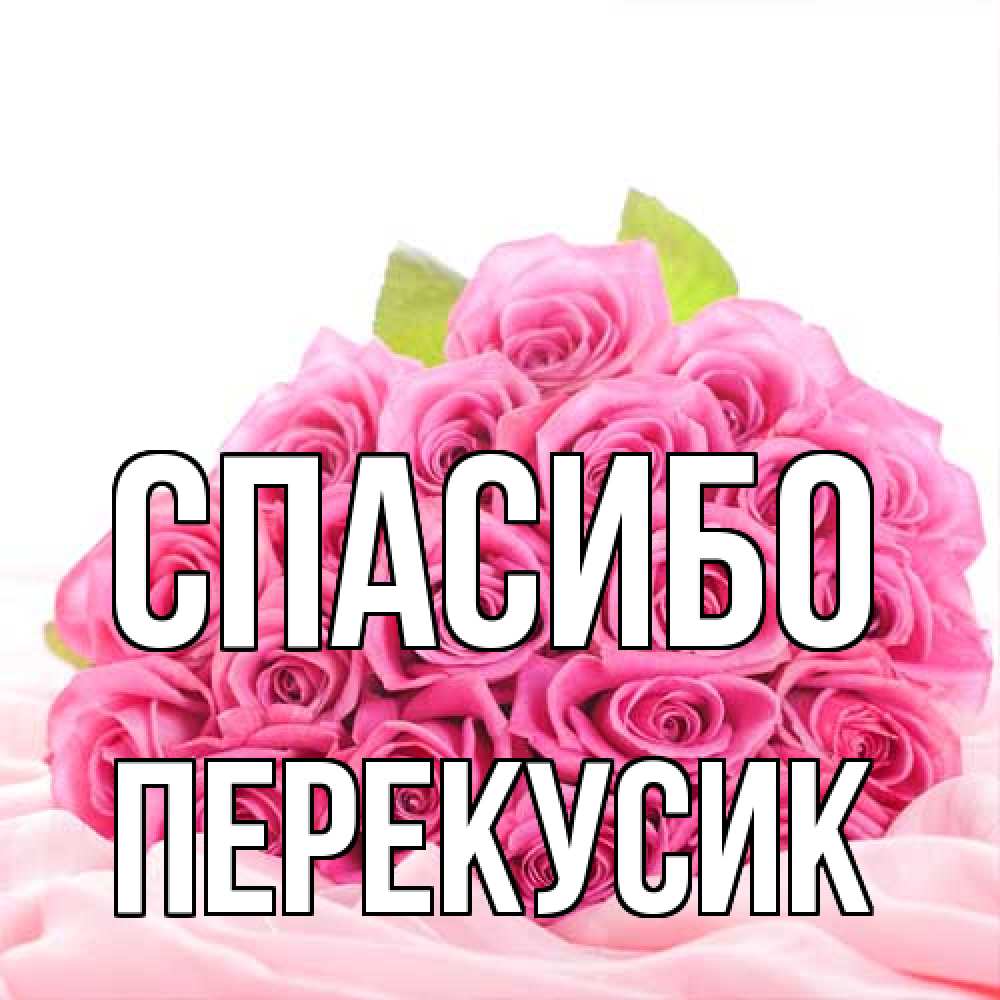 Открытка на каждый день с именем, Перекусик Спасибо розовые розы с подписью Прикольная открытка с пожеланием онлайн скачать бесплатно 