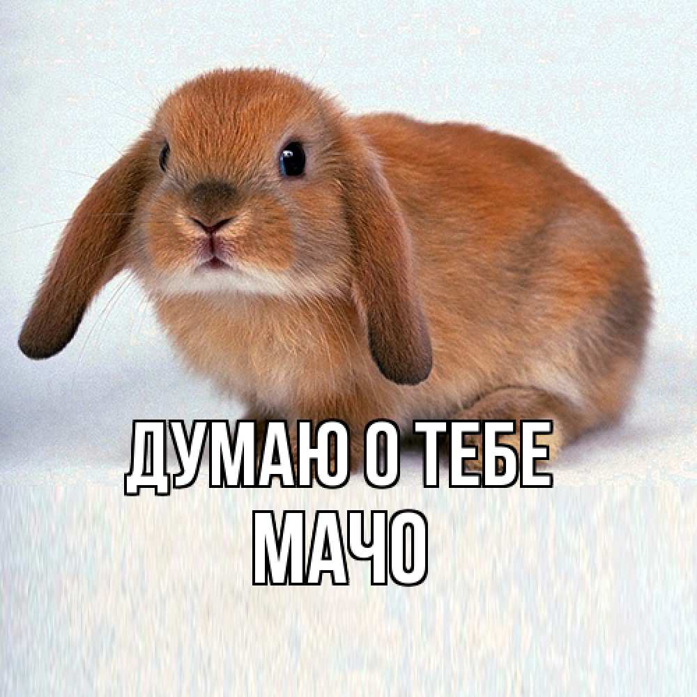 Открытка на каждый день с именем, Мачо Думаю о тебе кроль коричневый Прикольная открытка с пожеланием онлайн скачать бесплатно 