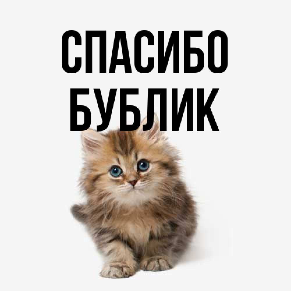 Открытка на каждый день с именем, Бублик Спасибо пушистый котик Прикольная открытка с пожеланием онлайн скачать бесплатно 