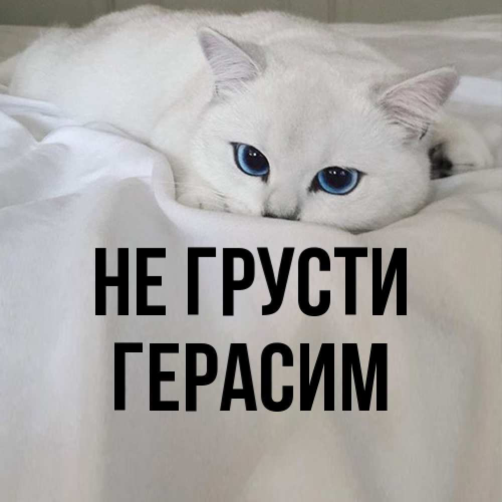 Открытка на каждый день с именем, Герасим Не грусти Голубоглазая кошка Прикольная открытка с пожеланием онлайн скачать бесплатно 