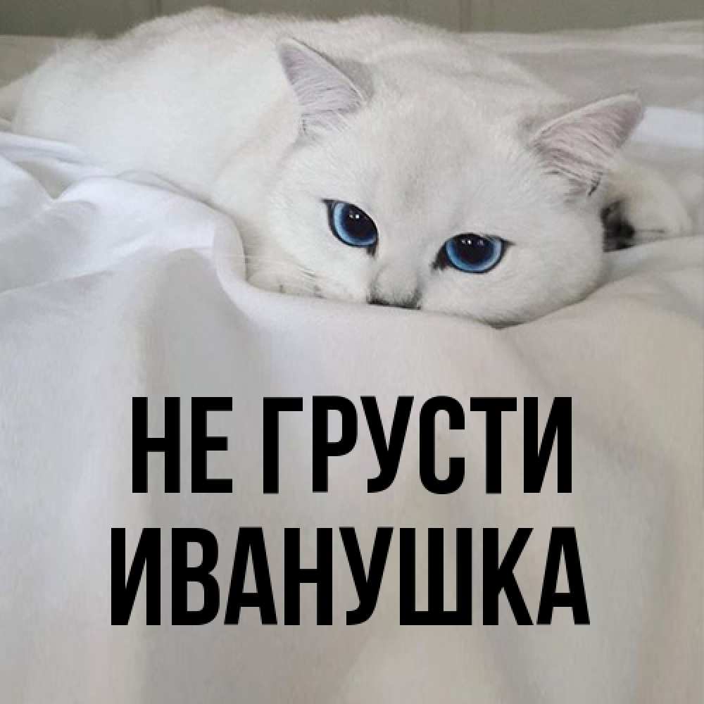 Открытка на каждый день с именем, Иванушка Не грусти Голубоглазая кошка Прикольная открытка с пожеланием онлайн скачать бесплатно 