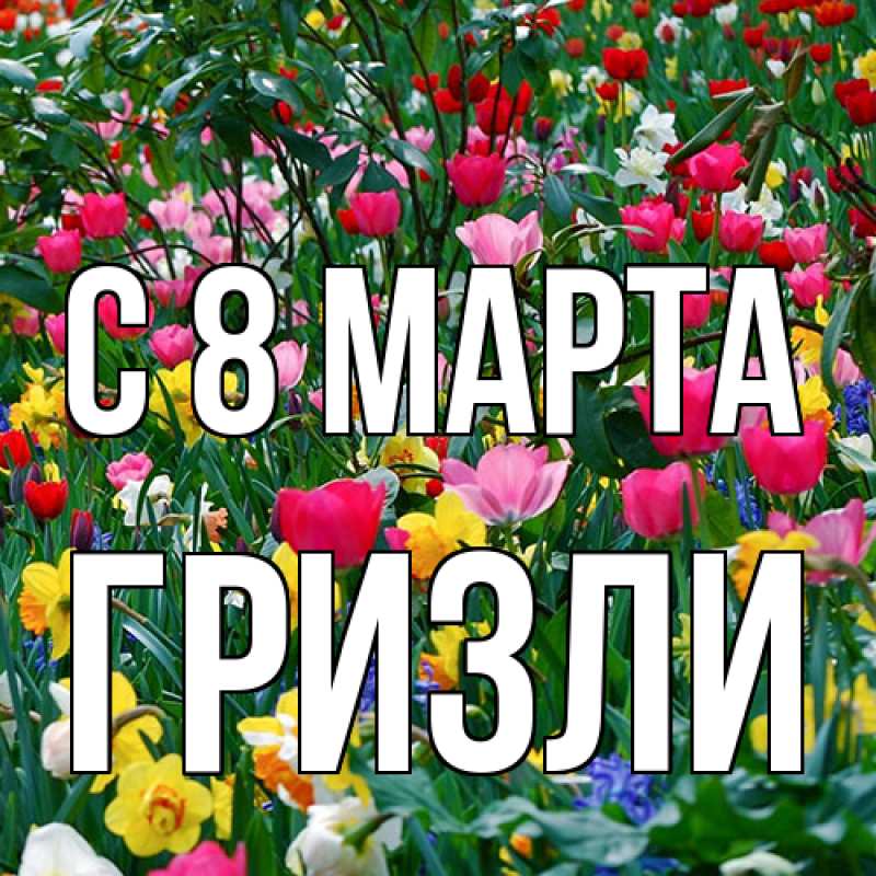 Картинка C 8 МАРТА, Гризли