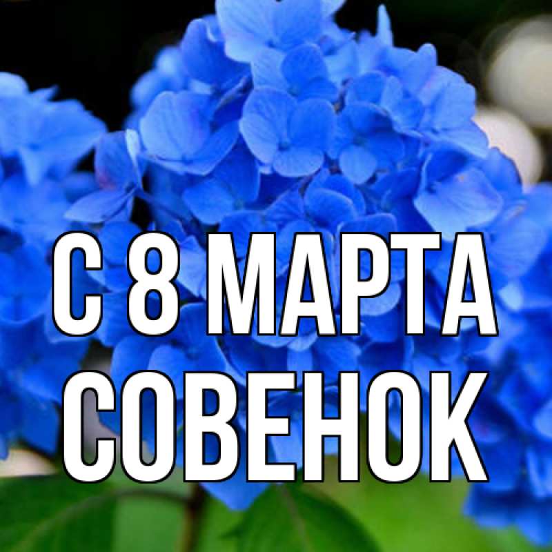 Картинка C 8 МАРТА, совенок