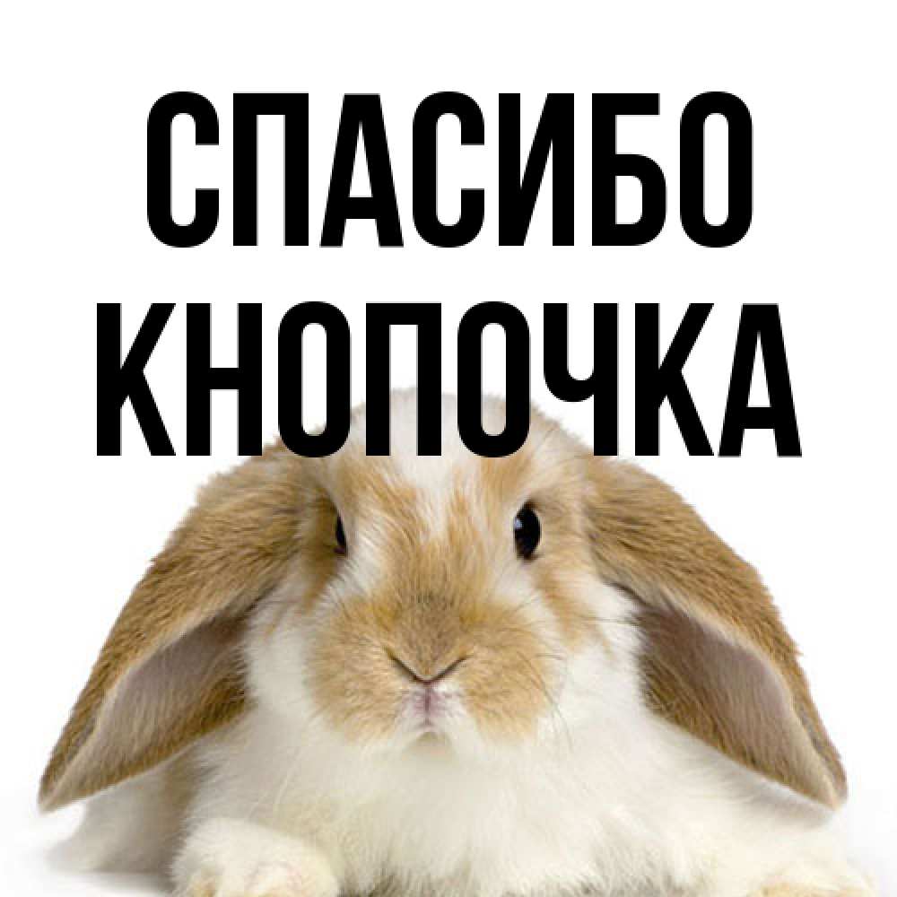 Открытка на каждый день с именем, Кнопочка Спасибо коричнево белый заяц Прикольная открытка с пожеланием онлайн скачать бесплатно 