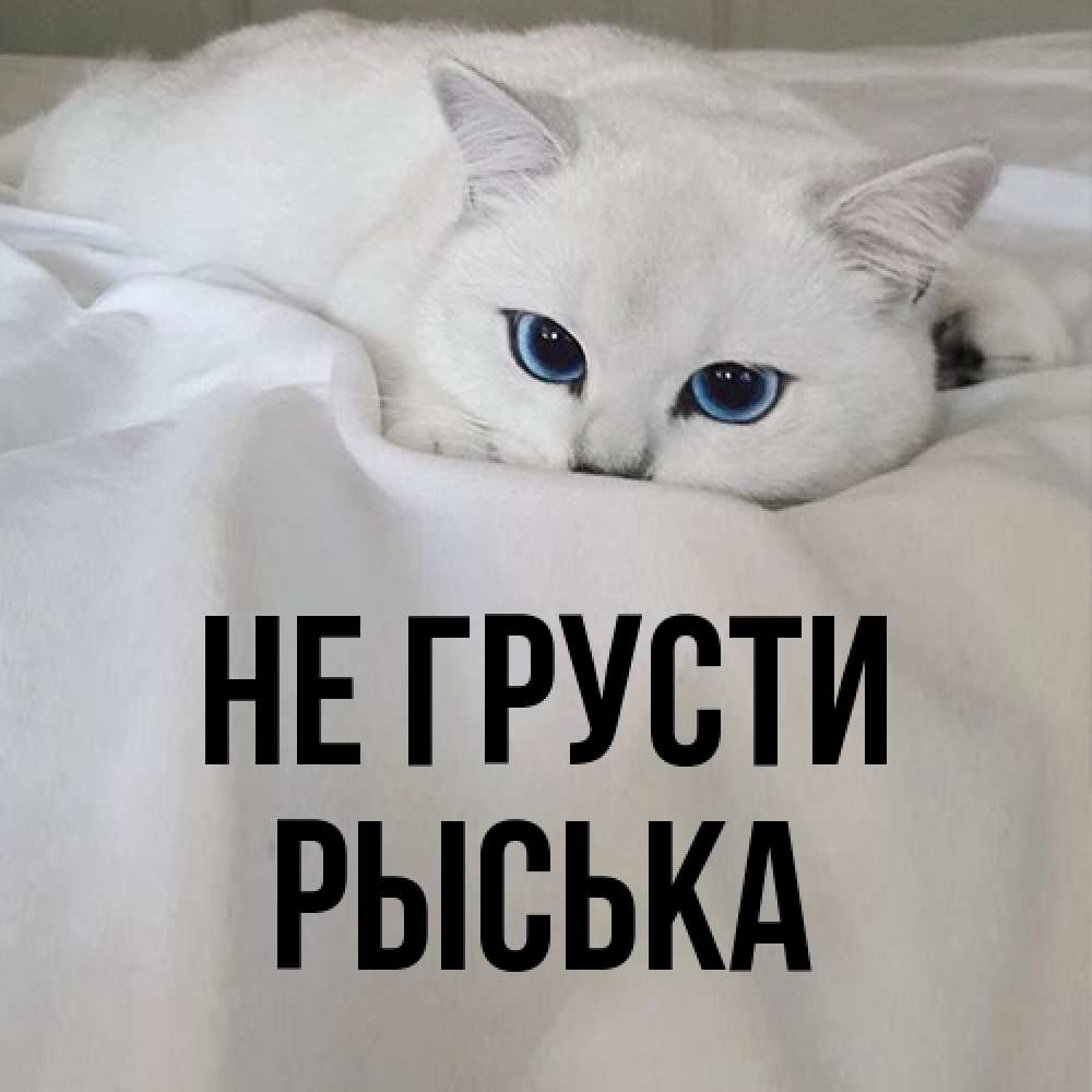 Открытка на каждый день с именем, Рыська Не грусти Голубоглазая кошка Прикольная открытка с пожеланием онлайн скачать бесплатно 