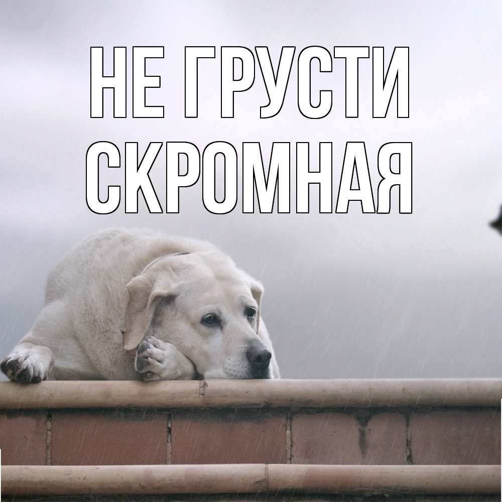 Открытка на каждый день с именем, скромная Не грусти белый пес 1 Прикольная открытка с пожеланием онлайн скачать бесплатно 