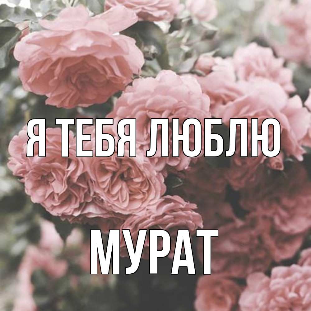 Открытка на каждый день с именем, Мурат Я тебя люблю розы 3 Прикольная открытка с пожеланием онлайн скачать бесплатно 