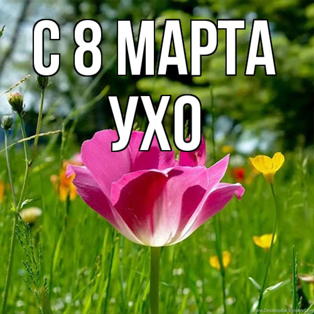 Открытка на каждый день с именем, Ухо C 8 МАРТА полевые цветы Прикольная открытка с пожеланием онлайн скачать бесплатно 