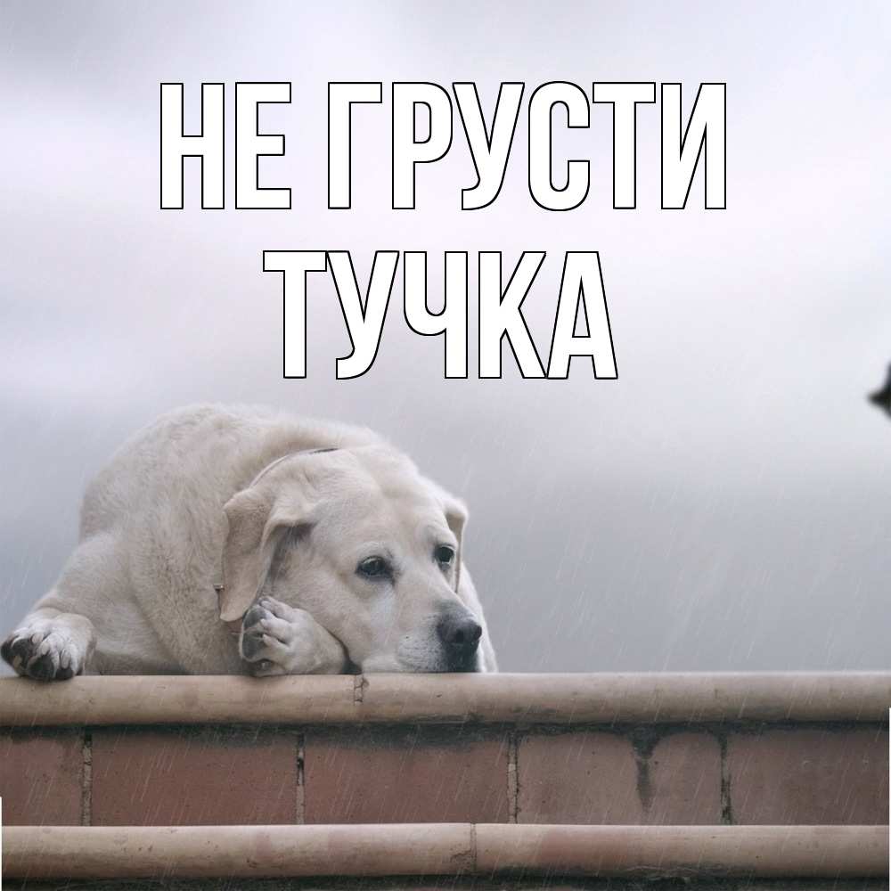 Открытка на каждый день с именем, Тучка Не грусти белый пес 1 Прикольная открытка с пожеланием онлайн скачать бесплатно 