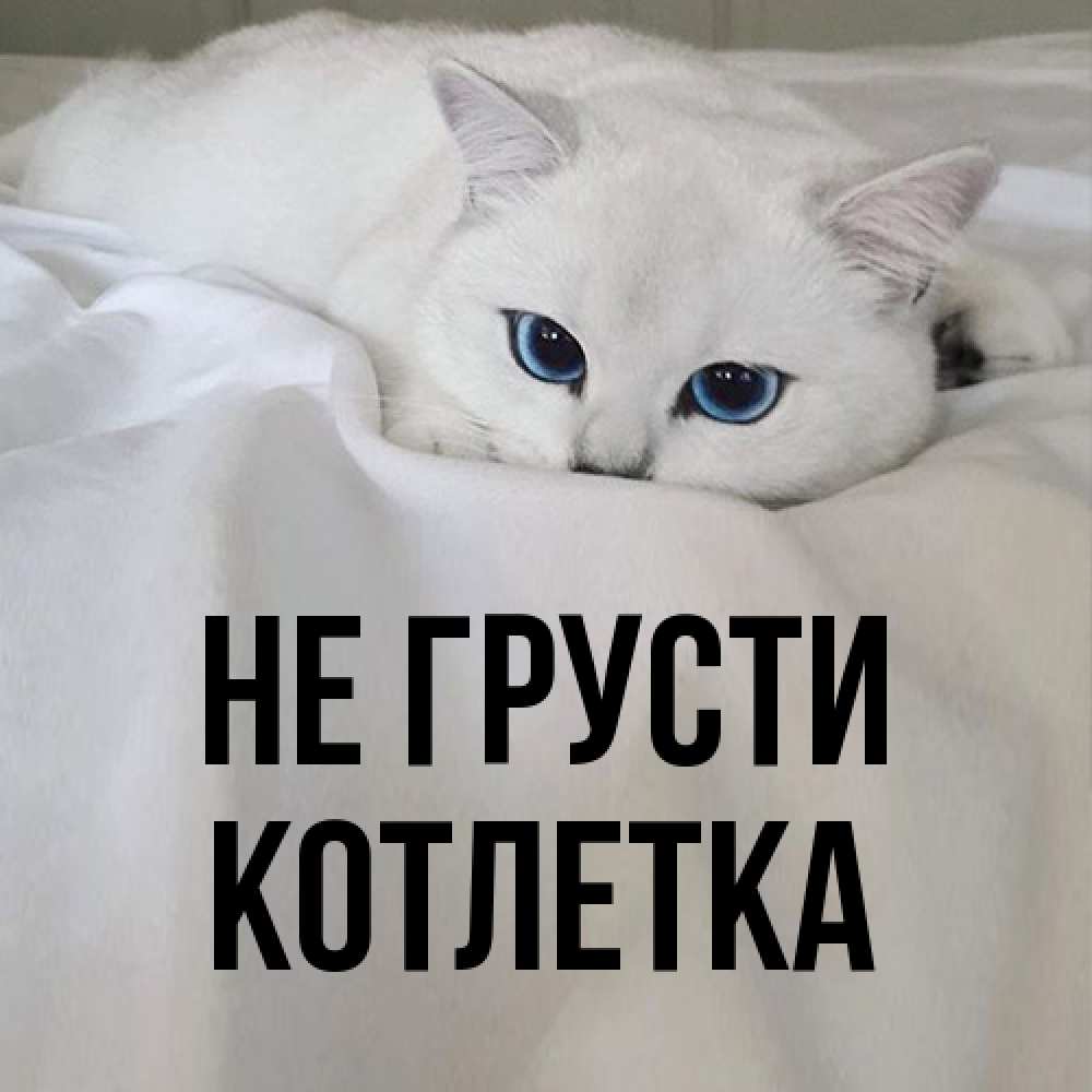 Открытка на каждый день с именем, Котлетка Не грусти Голубоглазая кошка Прикольная открытка с пожеланием онлайн скачать бесплатно 