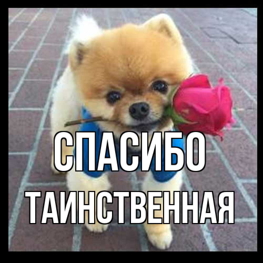 Открытка на каждый день с именем, таинственная Спасибо спасибо и дарю тебе цветок Прикольная открытка с пожеланием онлайн скачать бесплатно 