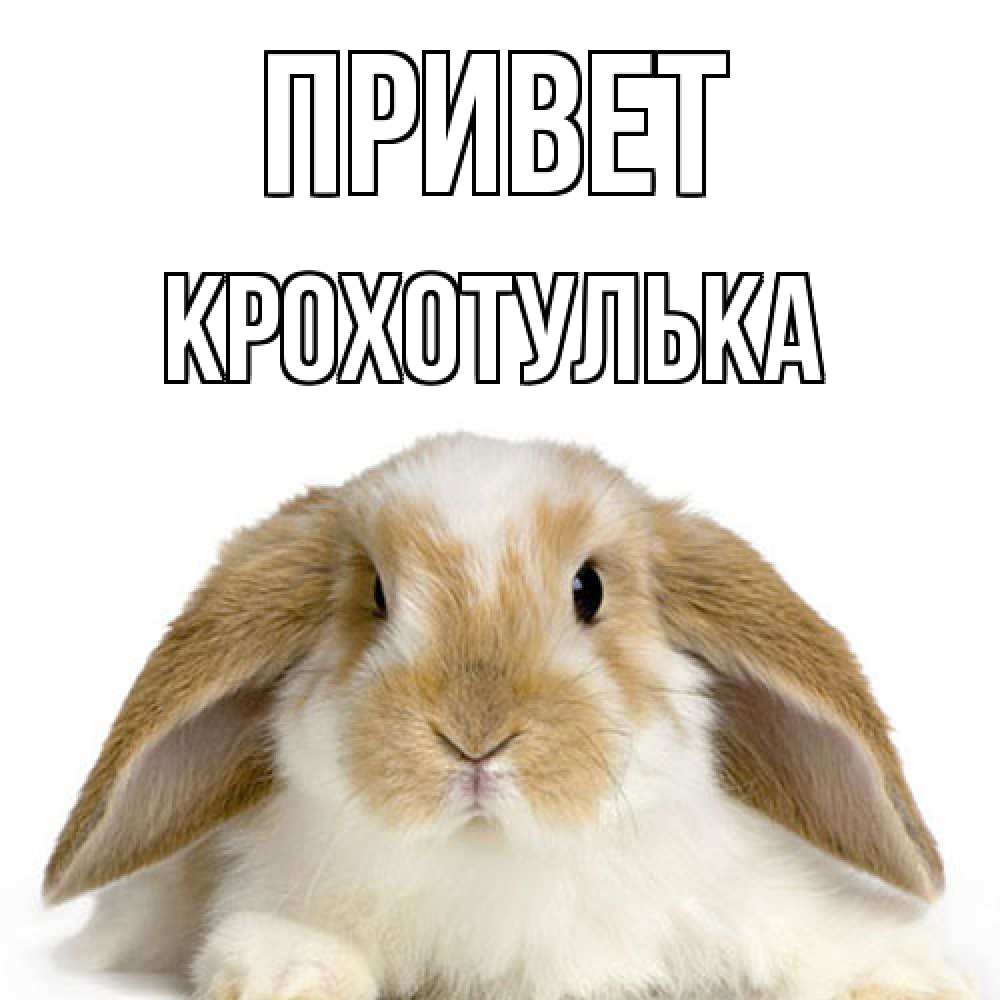 Открытка на каждый день с именем, крохотулька Привет с животными Прикольная открытка с пожеланием онлайн скачать бесплатно 