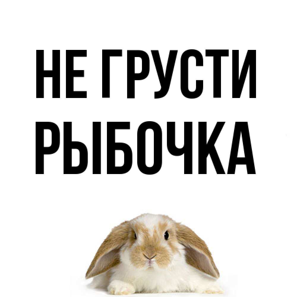 Открытка на каждый день с именем, рыбочка Не грусти коричнево белый заяц с большими ушками Прикольная открытка с пожеланием онлайн скачать бесплатно 