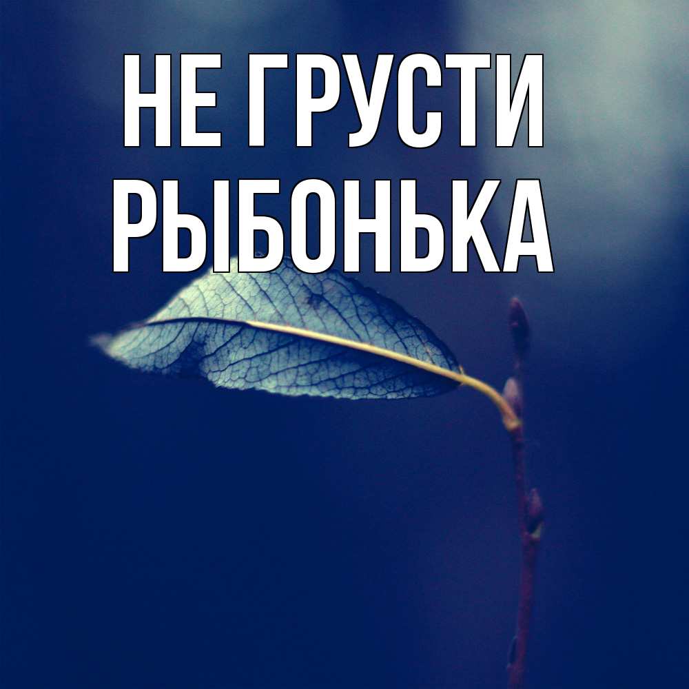 Открытка на каждый день с именем, Рыбонька Не грусти растение Прикольная открытка с пожеланием онлайн скачать бесплатно 
