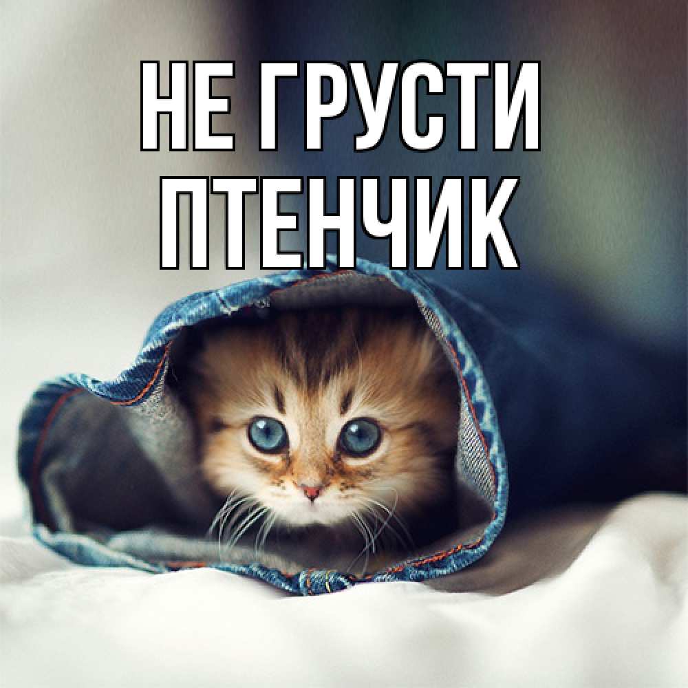 Открытка на каждый день с именем, Птенчик Не грусти кот в одежде Прикольная открытка с пожеланием онлайн скачать бесплатно 