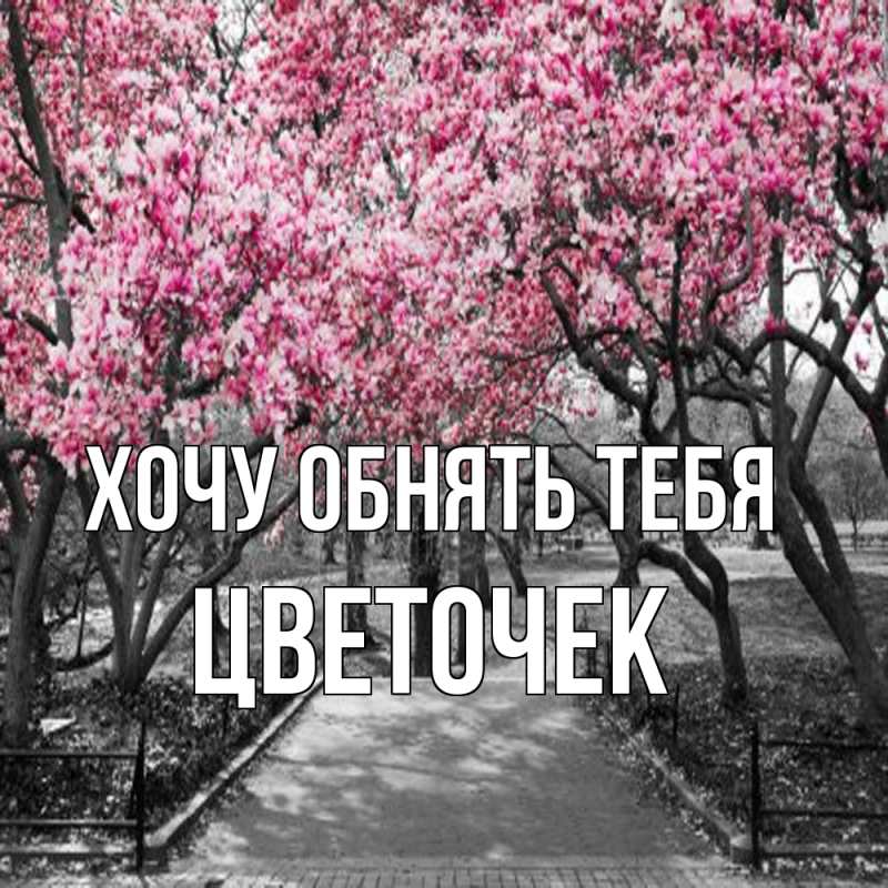 Картинка Хочу обнять тебя, Цветочек