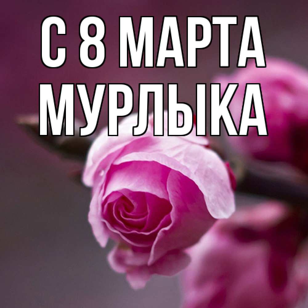 Открытка на каждый день с именем, мурлыка C 8 МАРТА весна Прикольная открытка с пожеланием онлайн скачать бесплатно 