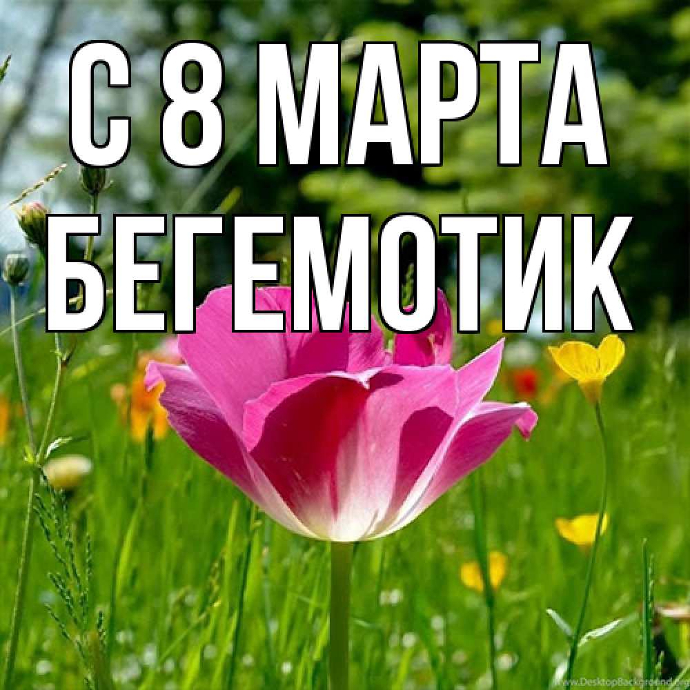 Открытка на каждый день с именем, Бегемотик C 8 МАРТА полевые цветы Прикольная открытка с пожеланием онлайн скачать бесплатно 