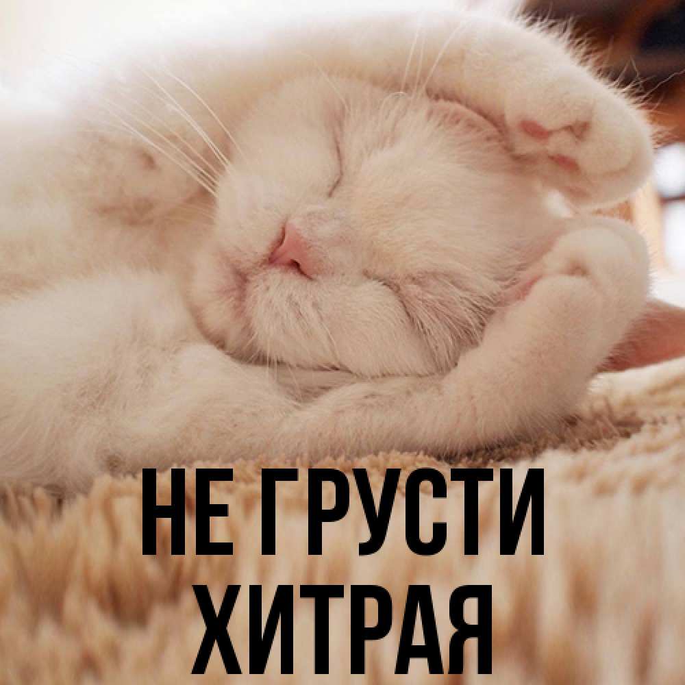 Открытка на каждый день с именем, хитрая Не грусти Котенок спит Прикольная открытка с пожеланием онлайн скачать бесплатно 