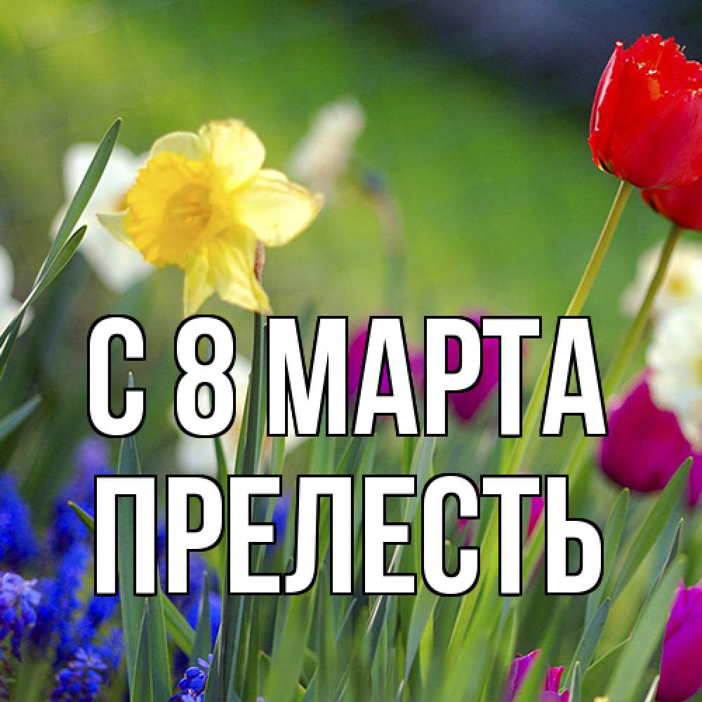 Открытка на каждый день с именем, прелесть C 8 МАРТА международный женский день 3 Прикольная открытка с пожеланием онлайн скачать бесплатно 