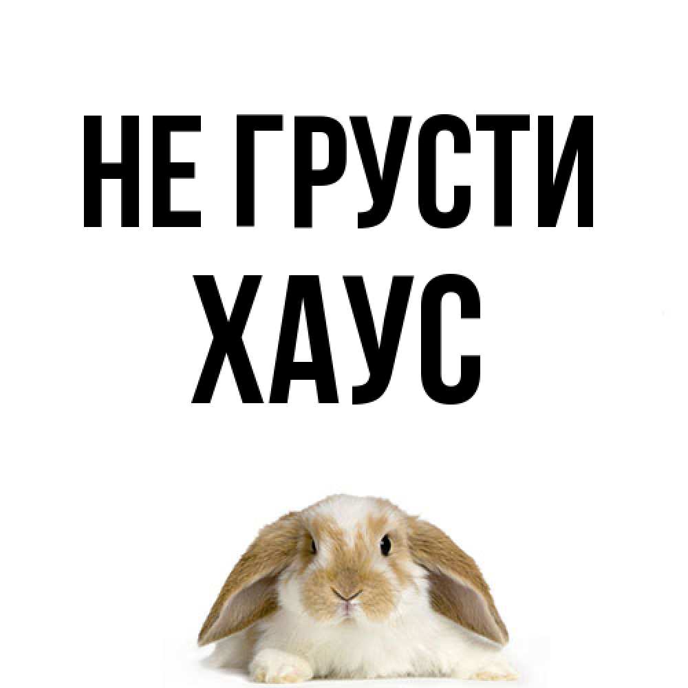 Открытка на каждый день с именем, Хаус Не грусти коричнево белый заяц с большими ушками Прикольная открытка с пожеланием онлайн скачать бесплатно 