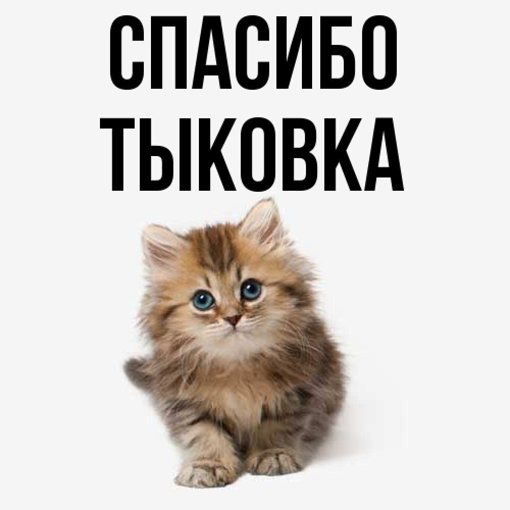 Открытка на каждый день с именем, тыковка Спасибо пушистый котик Прикольная открытка с пожеланием онлайн скачать бесплатно 