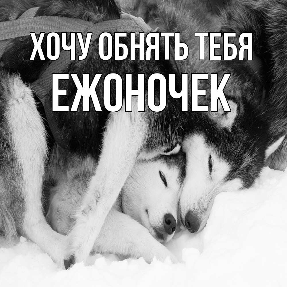 Открытка на каждый день с именем, Ежоночек Хочу обнять тебя собачки в упряжке Прикольная открытка с пожеланием онлайн скачать бесплатно 