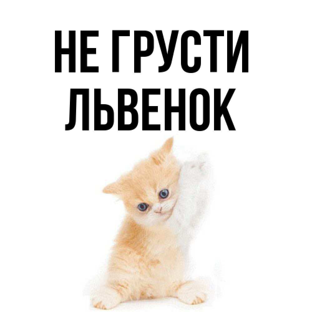 Открытка на каждый день с именем, Львенок Не грусти просящий кот Прикольная открытка с пожеланием онлайн скачать бесплатно 