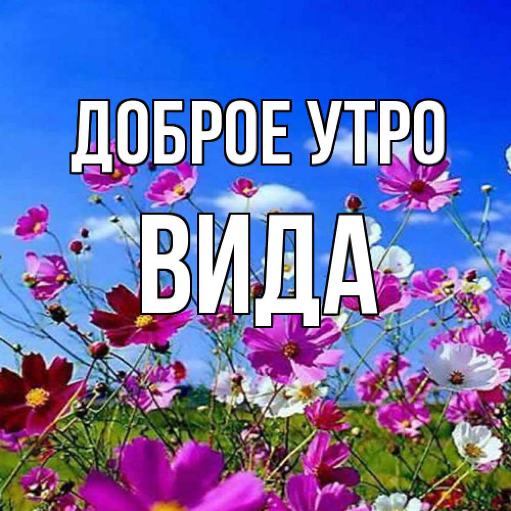 Открытка на каждый день с именем, Вида Доброе утро сиреневые цветы Прикольная открытка с пожеланием онлайн скачать бесплатно 
