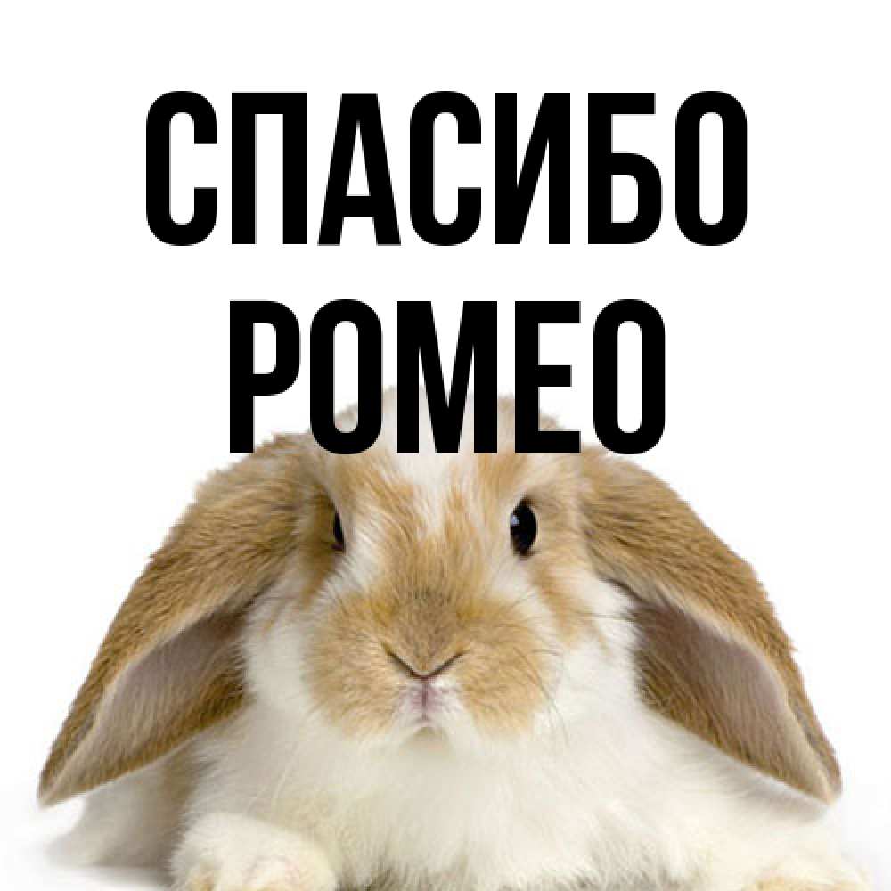 Открытка на каждый день с именем, Ромео Спасибо коричнево белый заяц Прикольная открытка с пожеланием онлайн скачать бесплатно 