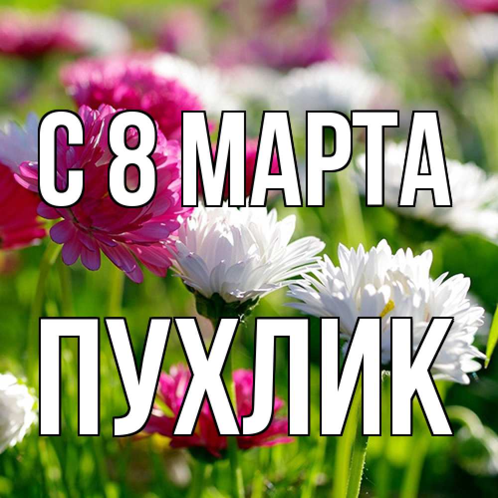Открытка на каждый день с именем, пухлик C 8 МАРТА международный женский день 1 Прикольная открытка с пожеланием онлайн скачать бесплатно 
