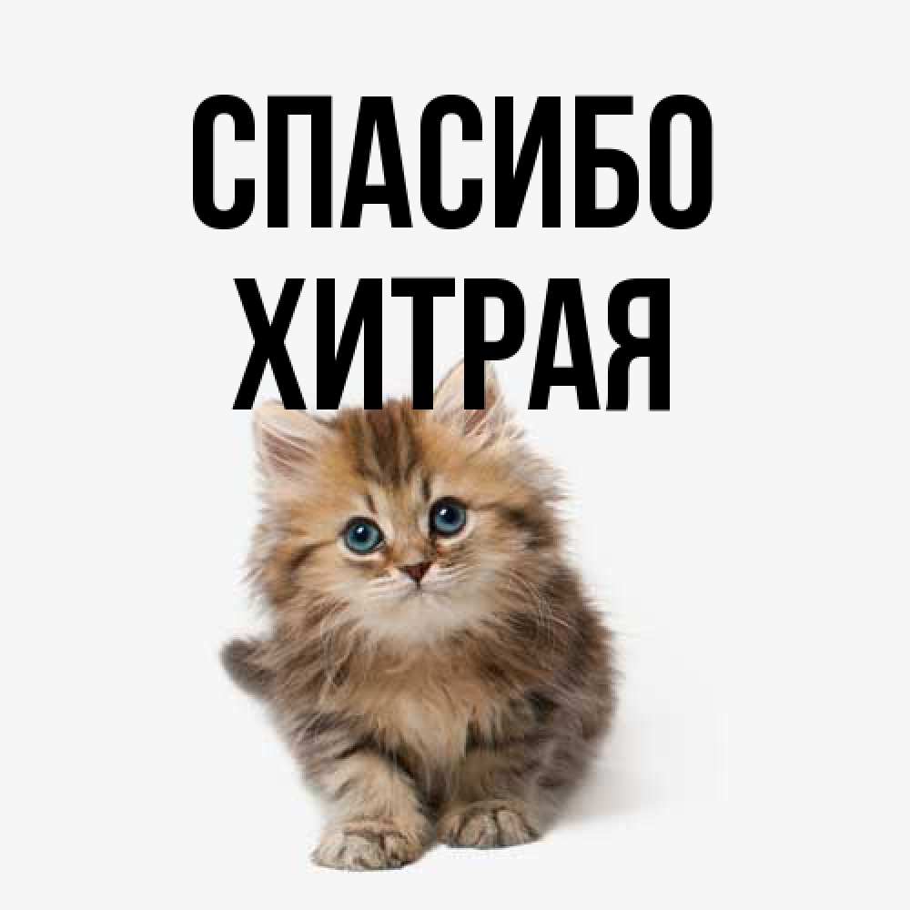 Открытка на каждый день с именем, хитрая Спасибо пушистый котик Прикольная открытка с пожеланием онлайн скачать бесплатно 