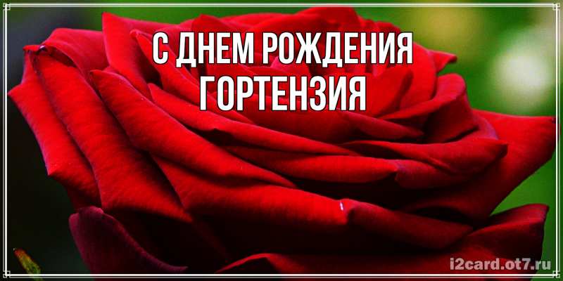 Картинка С днем рождения, Гортензия