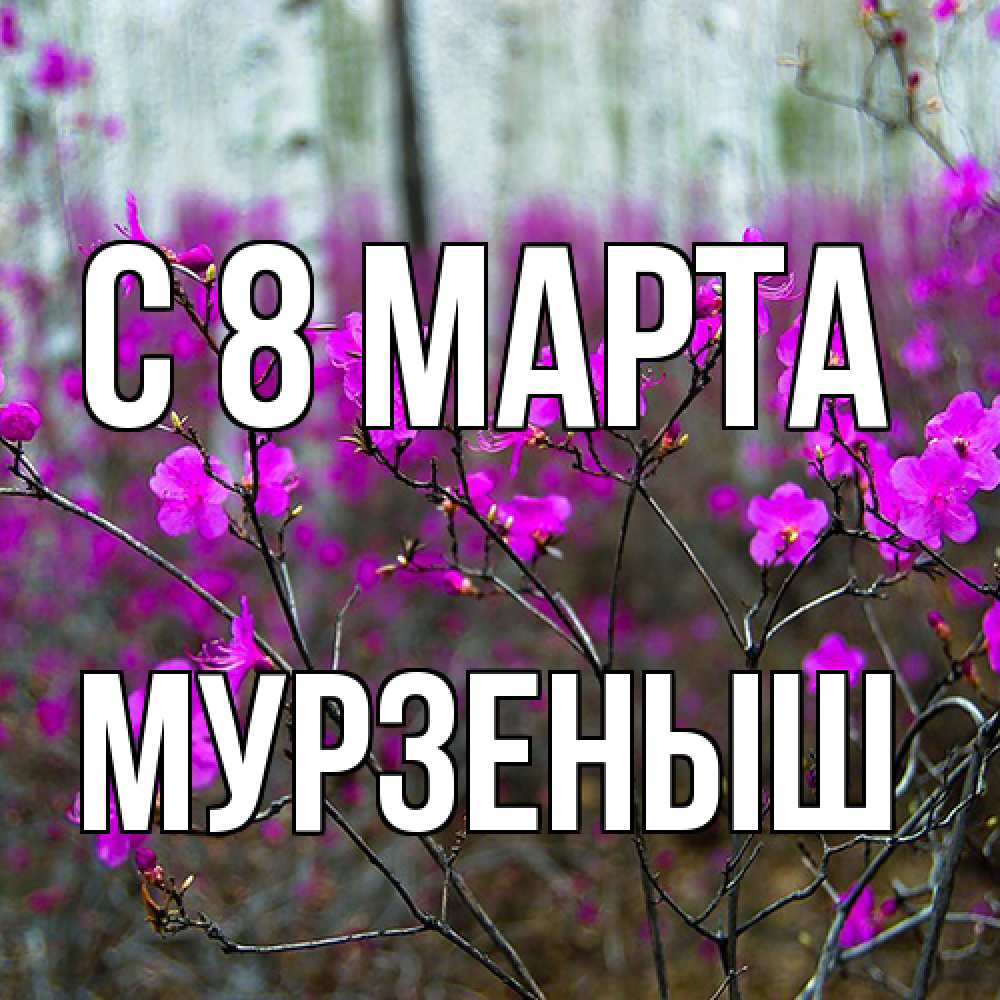 Открытка на каждый день с именем, мурзеныш C 8 МАРТА дикие цветы Прикольная открытка с пожеланием онлайн скачать бесплатно 