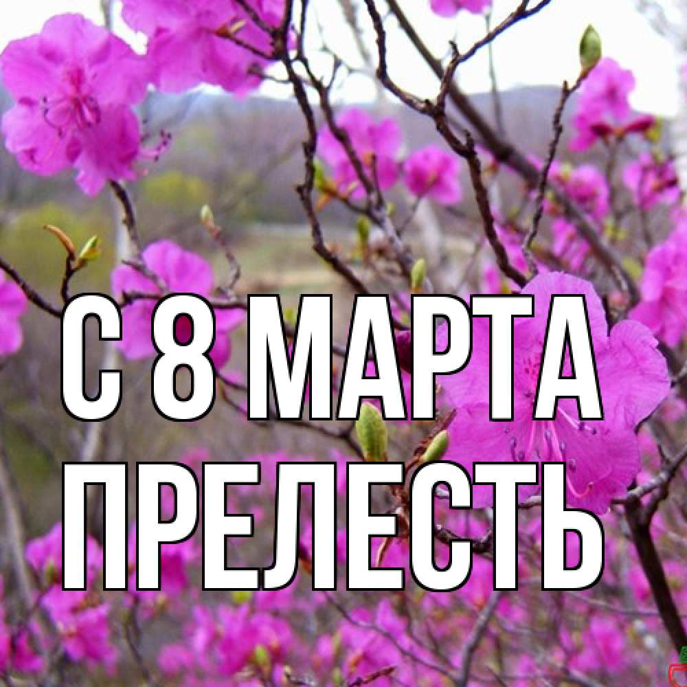 Открытка на каждый день с именем, прелесть C 8 МАРТА международный женский день Прикольная открытка с пожеланием онлайн скачать бесплатно 