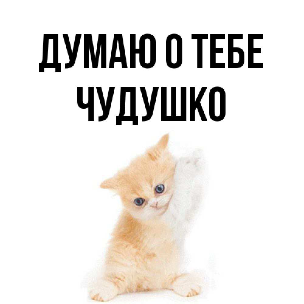 Открытка на каждый день с именем, Чудушко Думаю о тебе зверушки и милота Прикольная открытка с пожеланием онлайн скачать бесплатно 