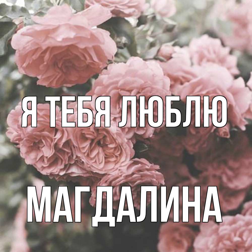Открытка на каждый день с именем, Магдалина Я тебя люблю розы 3 Прикольная открытка с пожеланием онлайн скачать бесплатно 
