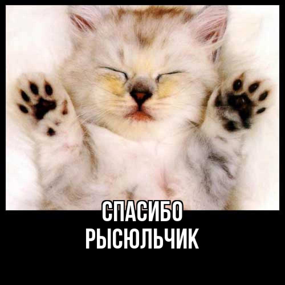 Открытка на каждый день с именем, Рысюльчик Спасибо маленький котенок Прикольная открытка с пожеланием онлайн скачать бесплатно 