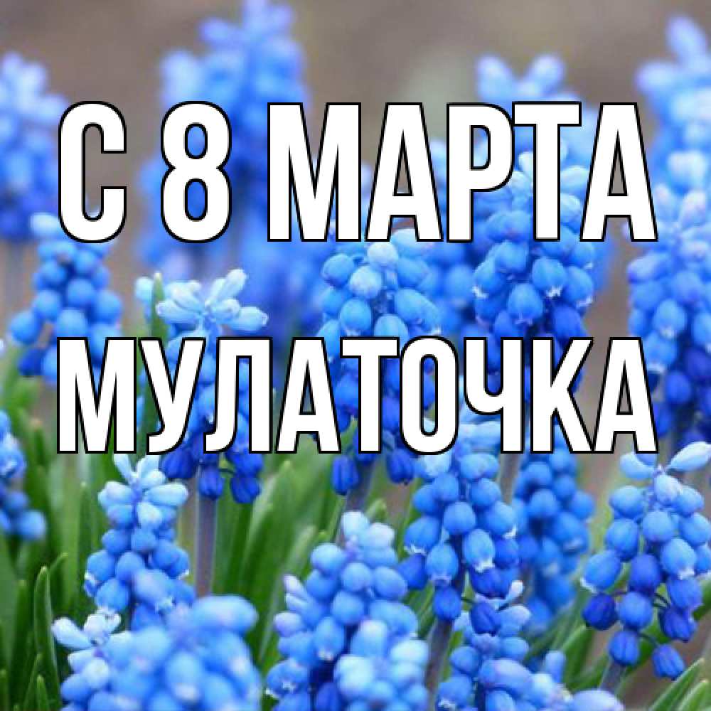 Открытка на каждый день с именем, Мулаточка C 8 МАРТА Поздравительная открытка для женщин с цветами на праздничную дату Прикольная открытка с пожеланием онлайн скачать бесплатно 
