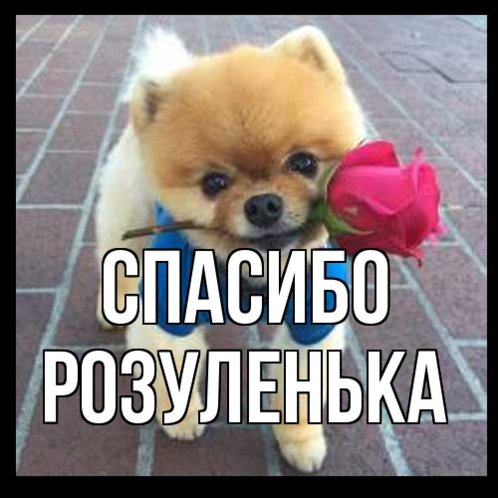 Открытка на каждый день с именем, Розуленька Спасибо спасибо и дарю тебе цветок Прикольная открытка с пожеланием онлайн скачать бесплатно 