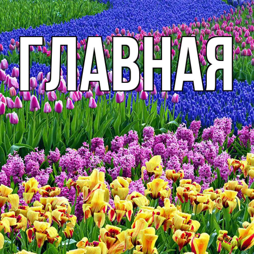 Открытка на каждый день с именем, настя Главная цветы Прикольная открытка с пожеланием онлайн скачать бесплатно 