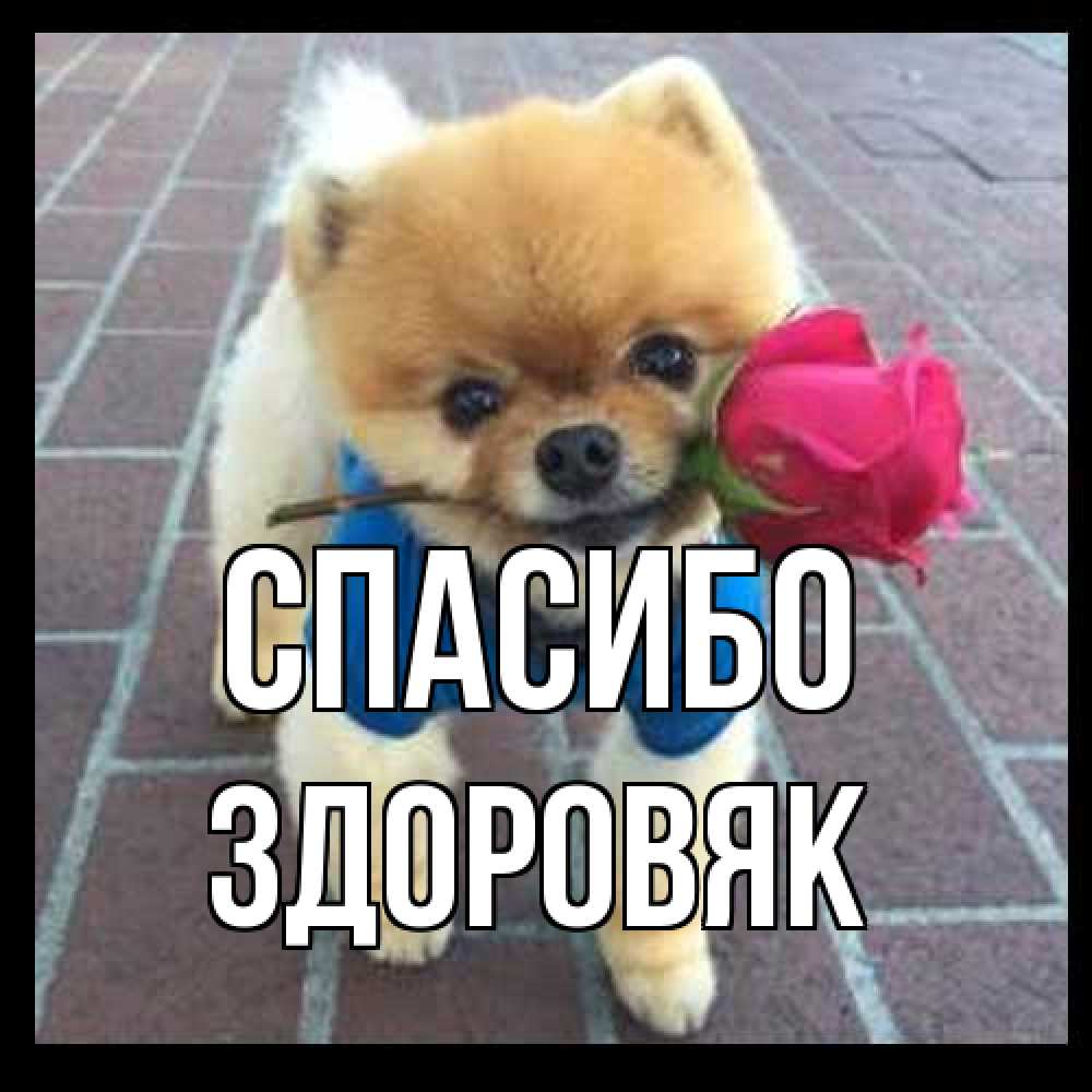 Открытка на каждый день с именем, Здоровяк Спасибо спасибо и дарю тебе цветок Прикольная открытка с пожеланием онлайн скачать бесплатно 