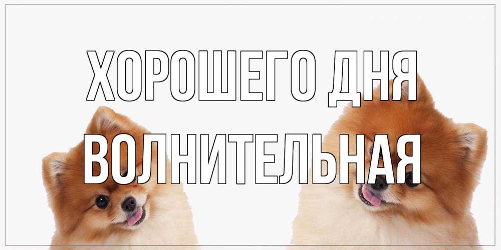 Открытка на каждый день с именем, волнительная Хорошего дня собачки желают прекрасного дня Прикольная открытка с пожеланием онлайн скачать бесплатно 