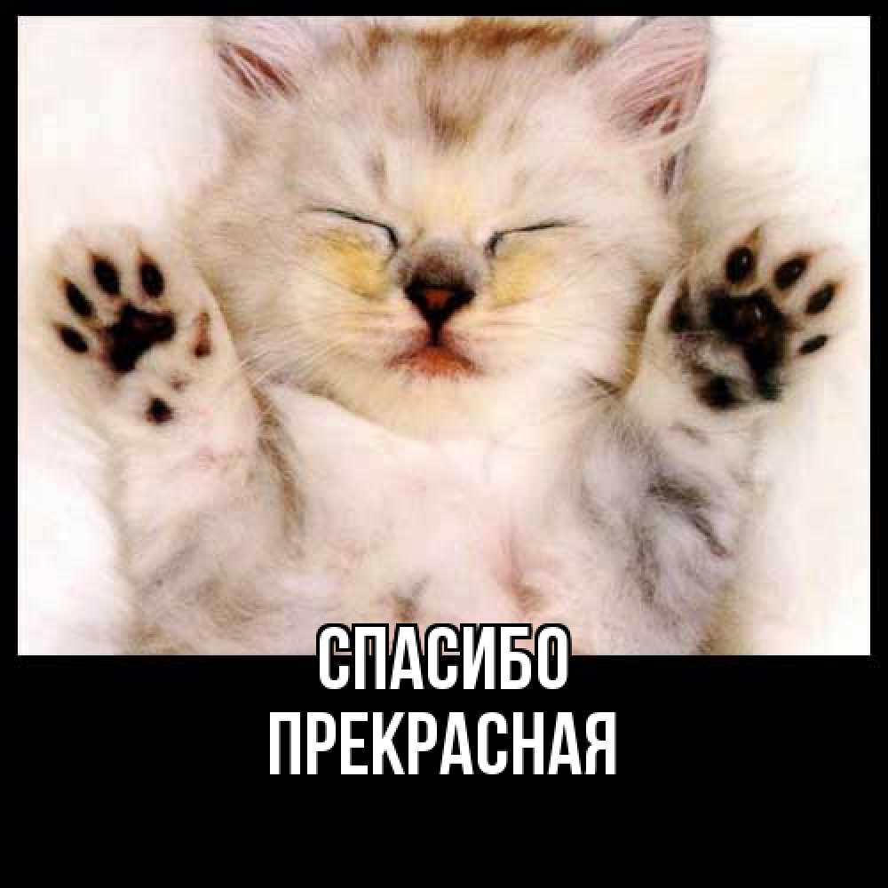 Открытка на каждый день с именем, Прекрасная Спасибо маленький котенок Прикольная открытка с пожеланием онлайн скачать бесплатно 
