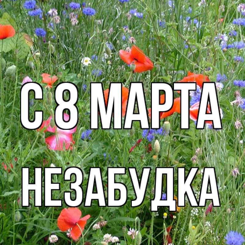 Картинка C 8 МАРТА, Незабудка