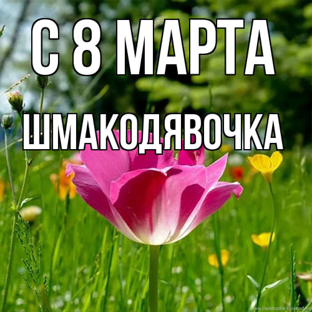 Открытка на каждый день с именем, шмакодявочка C 8 МАРТА полевые цветы Прикольная открытка с пожеланием онлайн скачать бесплатно 