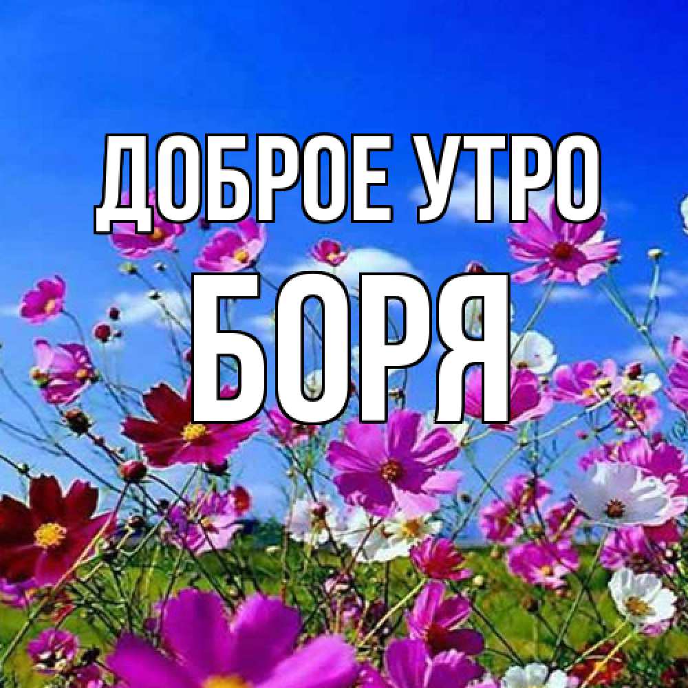 Открытка на каждый день с именем, Боря Доброе утро сиреневые цветы Прикольная открытка с пожеланием онлайн скачать бесплатно 