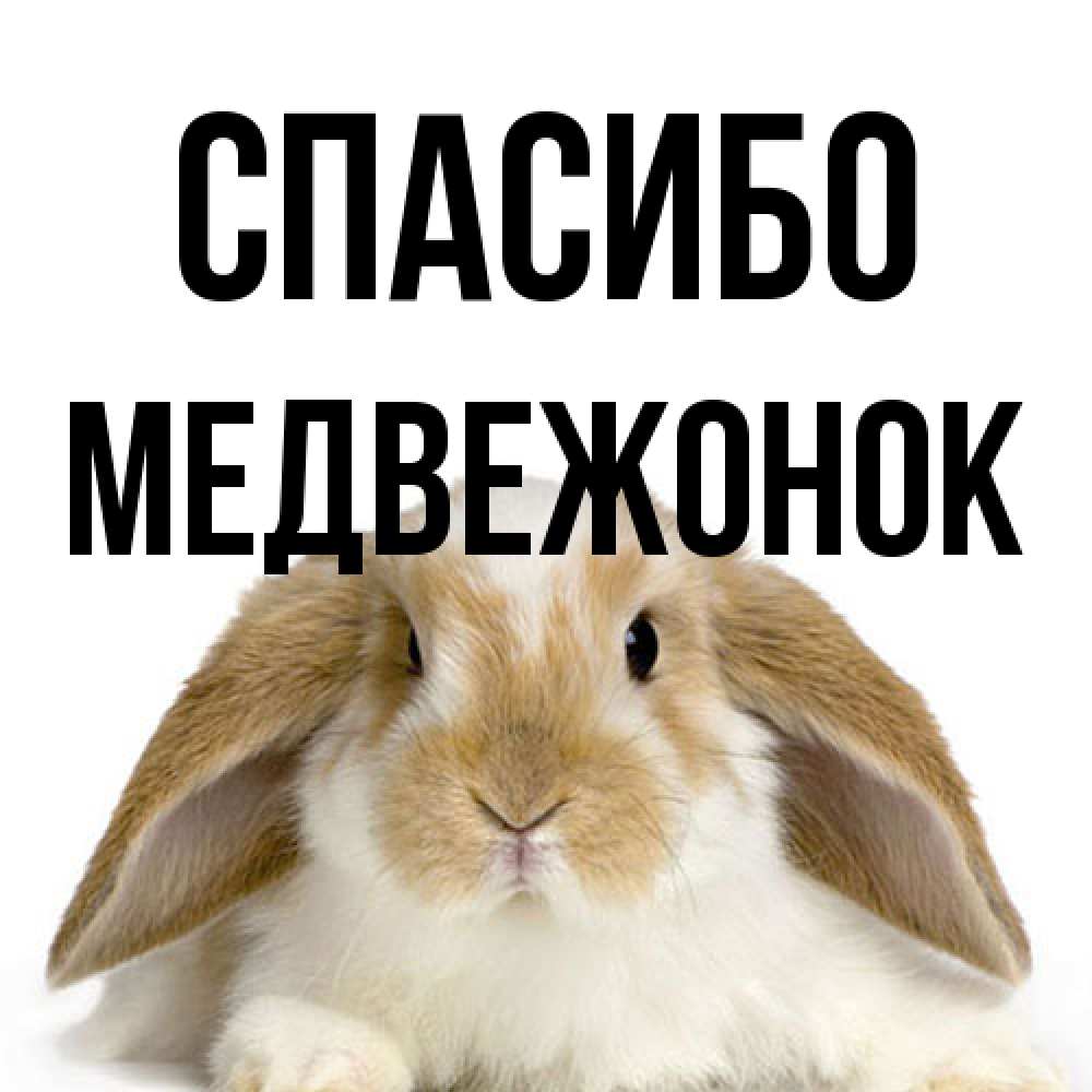 Открытка на каждый день с именем, медвежонок Спасибо коричнево белый заяц Прикольная открытка с пожеланием онлайн скачать бесплатно 