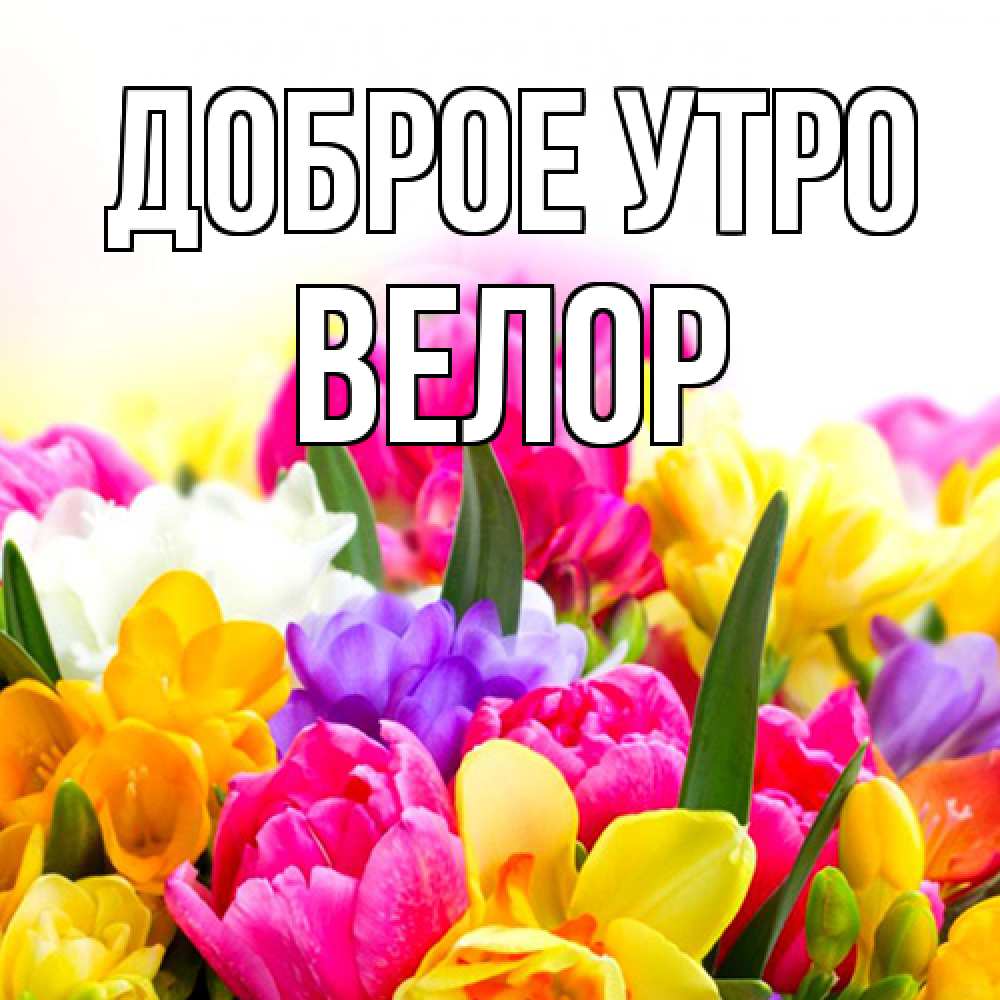 Открытка на каждый день с именем, Велор Доброе утро создать открытку со свое подписью Прикольная открытка с пожеланием онлайн скачать бесплатно 